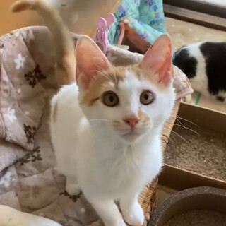 人馴れ抜群、猫とも仲良しボイス君