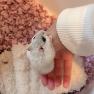 ジャンガリアンハムスター 里親募集