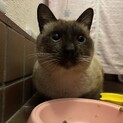 一時停止中