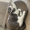 の写真