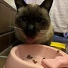 一時停止中 サムネイル7