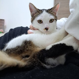 2月の里親会参加♪超甘えん坊「はっかちゃん」