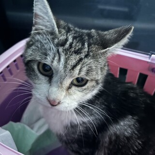 人馴れ抜群！アメショ柄の小柄な女の子です