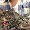 やこね　みう