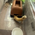 里親様決まりました。