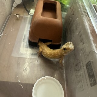 里親様決まりました。