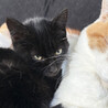 しなやかな黒猫ベータ君♂3か月 サムネイル2