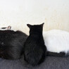 しなやかな黒猫ベータ君♂3か月 サムネイル4