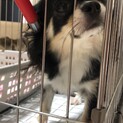 2歳のチワワ