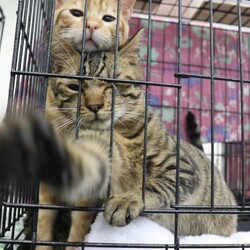 西宮保護ねこ かぎしっぽ主催譲渡会 サムネイル2