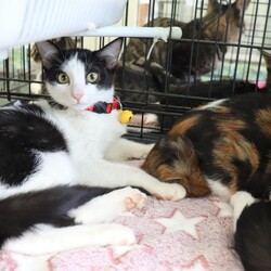 西宮保護ねこ かぎしっぽ主催譲渡会 サムネイル3