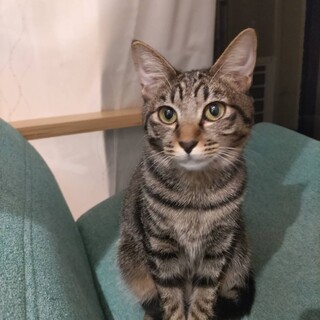 ちょっとのんびりれもんちゃん