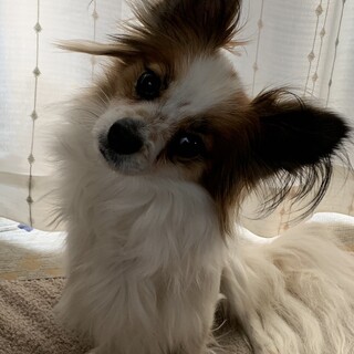 1歳半パピヨン