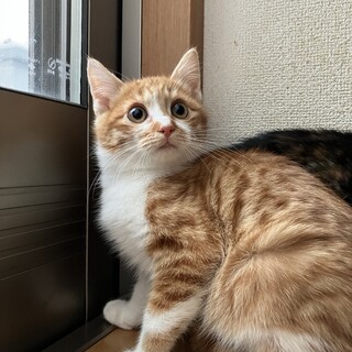 ありがとうございました★茶白のスタンプくん