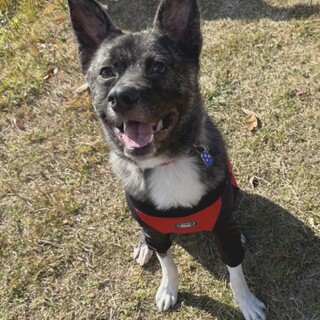 のんびり屋な男の子かなた♥️野犬にも家族を