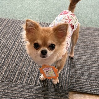 両手に収まる小さいチワワの鈴ちゃん     