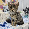 ハミングミント♀4ヶ月