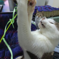 「天と空　生後9ヶ月」サムネイル3