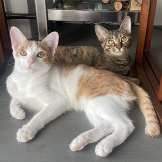 【1/26芝浦】猫初心者でも飼いやすい◎仲良し兄妹