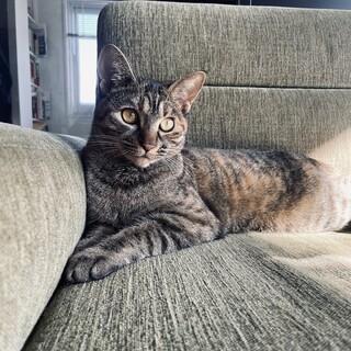 【1/26芝浦】お尻ポンポン大好き♥ブラウニー