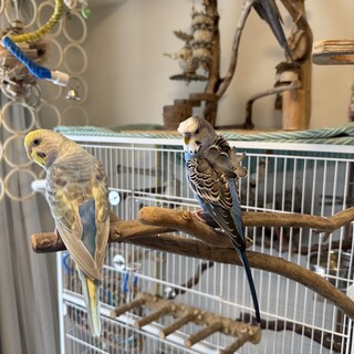 セキセイインコ2羽