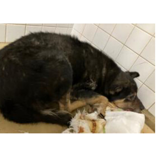 殺処分対象❗️収容期限1/15迄❗️延長なし