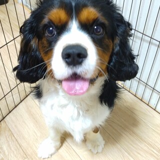 キャバリアの男の子(生後10ヶ月)