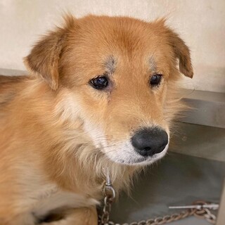 【相談中】和製ゴールデン？　けんとくん　3-4歳