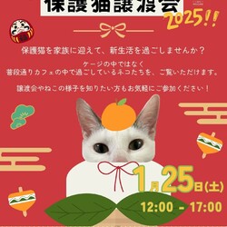 キャッツウェルケア ふれあえる譲渡会　in大阪市