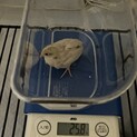 わが家で孵化したヒメウズラのヒナです
