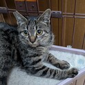 保護猫カフェにて修行中！食べるの大好きな子です