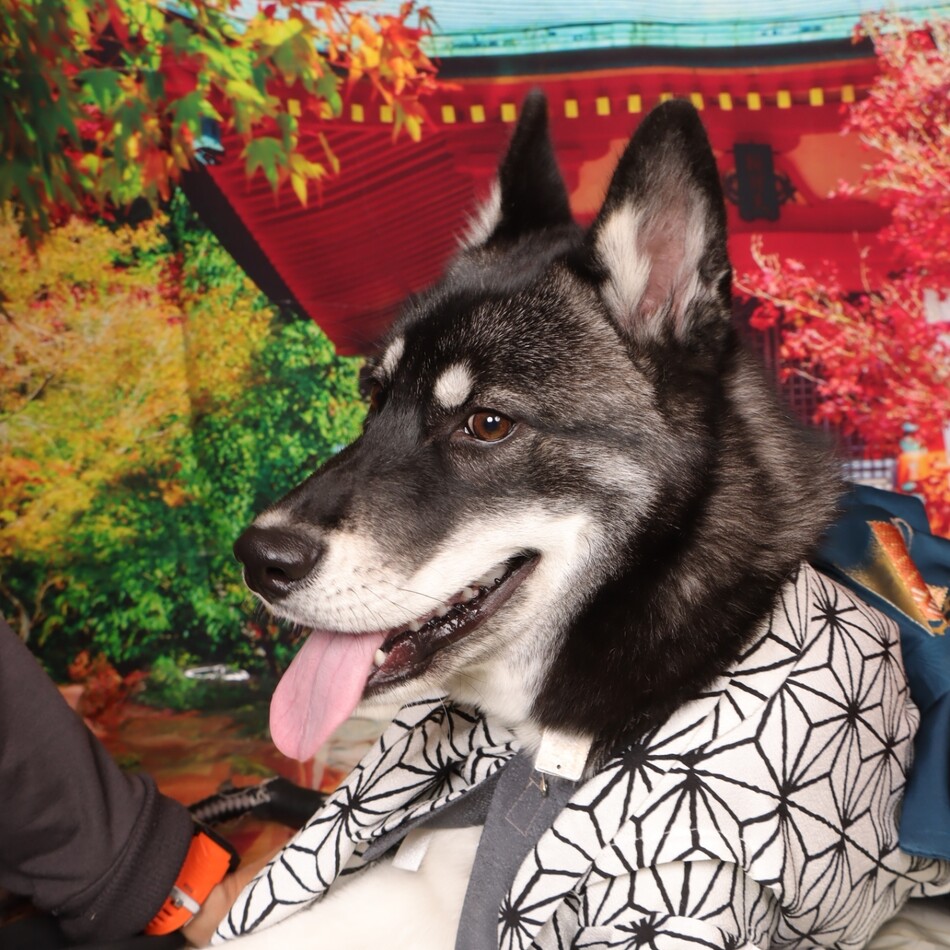 剣斗のカバー写真