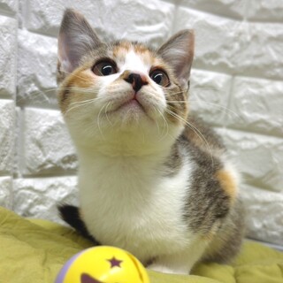 【2/16東日本橋】陽キャ三毛♥️こぴっとちゃん