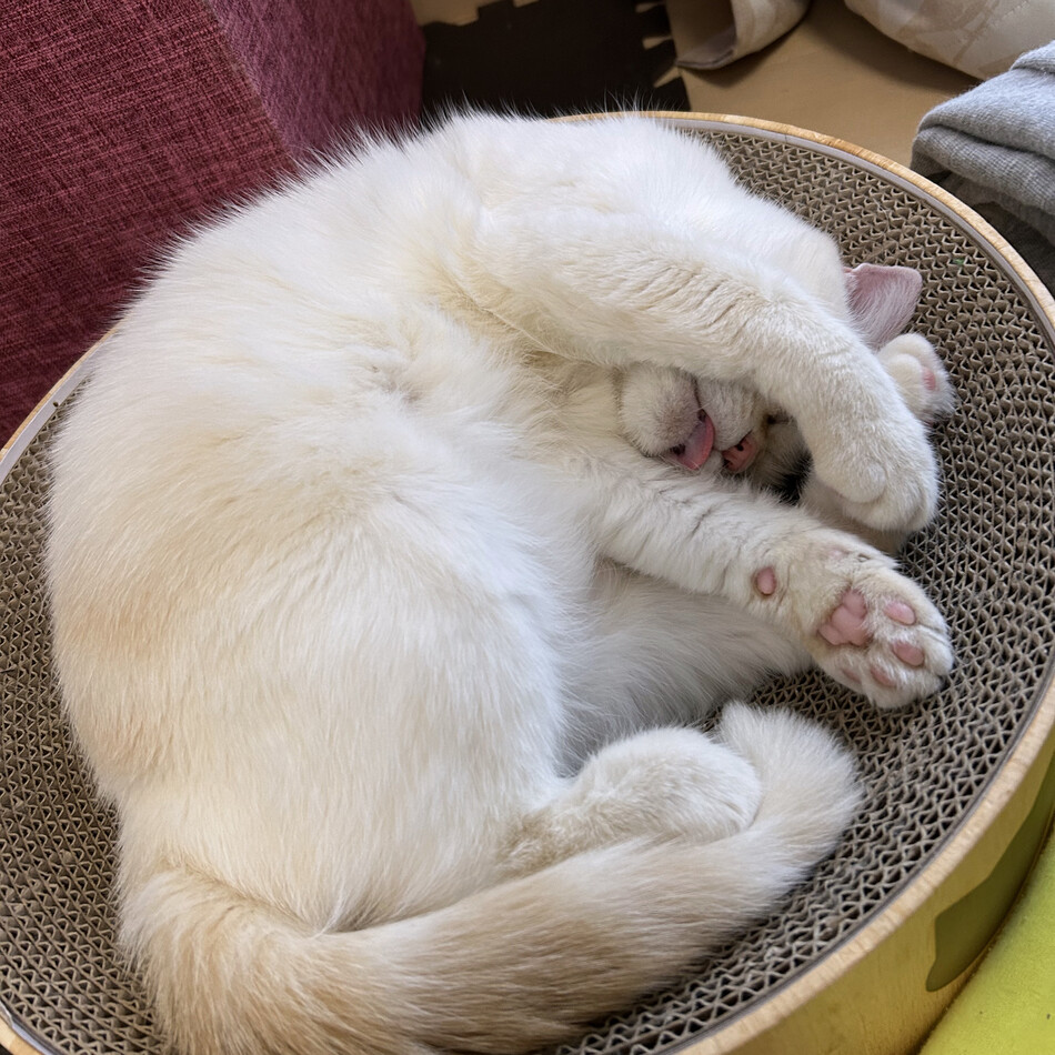 もものカバー写真