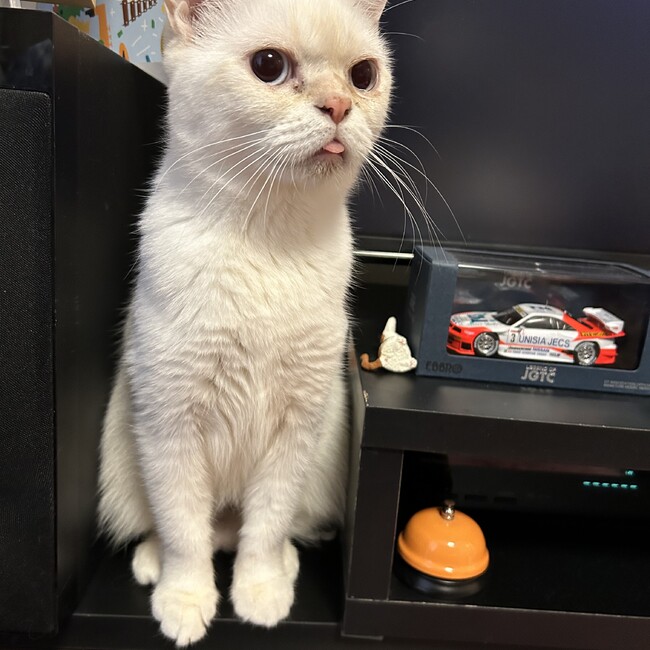 まさかさのカバー写真