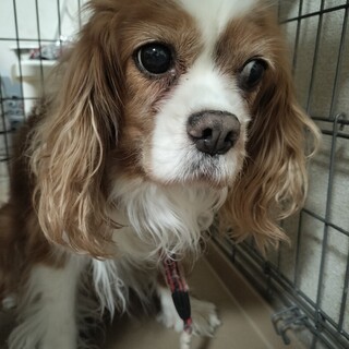 人懐っこい優しい性格です