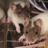 ファンシーラットの、ひなの＆ひより