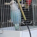 コザクラインコ 男の子だと思います