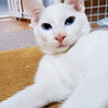 青い瞳の白猫♂ユーカリ約5ヶ月 サムネイル2