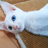 青い瞳の白猫♂ユーカリ約5ヶ月 サムネイル3