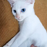 青い瞳の白猫♂ユーカリ約5ヶ月 サムネイル4