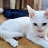 青い瞳の白猫♂ユーカリ約5ヶ月 サムネイル5