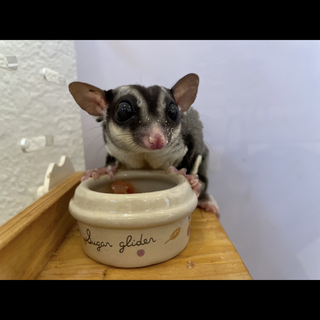 フクロモモンガ　オス