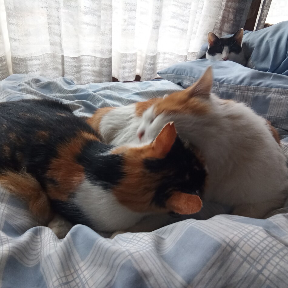 ミケのカバー写真