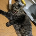 ふわふわ長毛子猫のまるちゃん　里親さん募集中