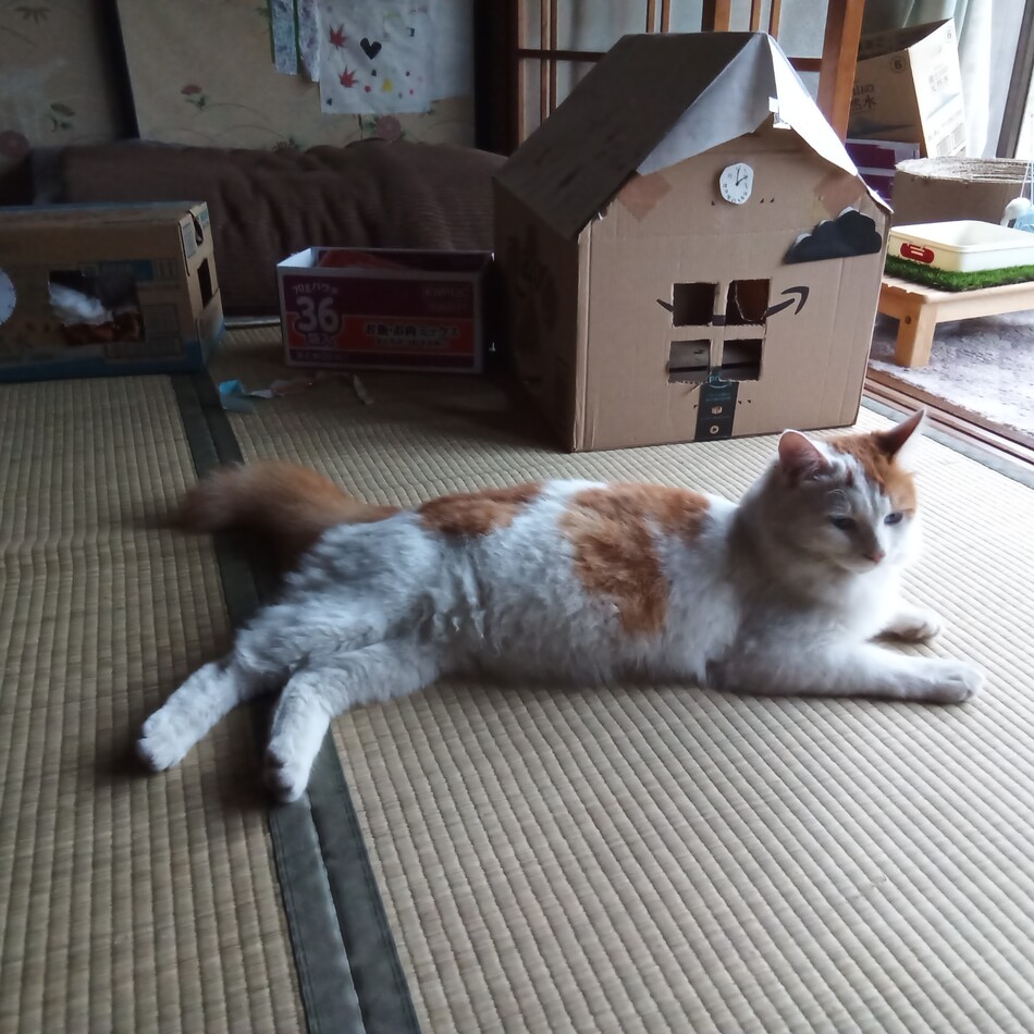 ムギのカバー写真