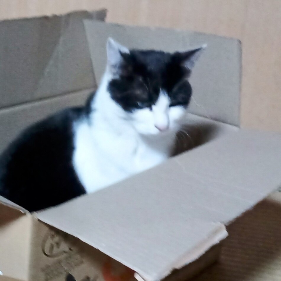 ポンのカバー写真