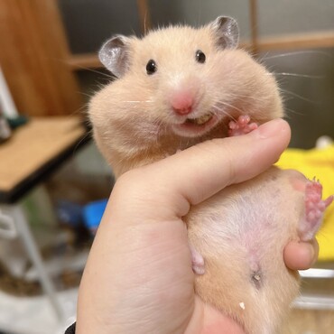 ご飯は餌皿から一気に小屋まで持っていく派