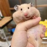 ご飯は餌皿から一気に小屋まで持っていく派
