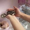 ぼたもちむすめ